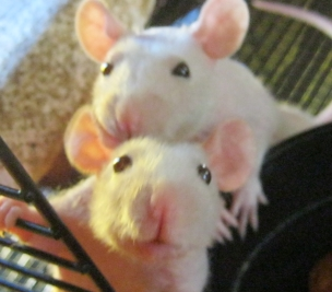 Virus threats include RATs.